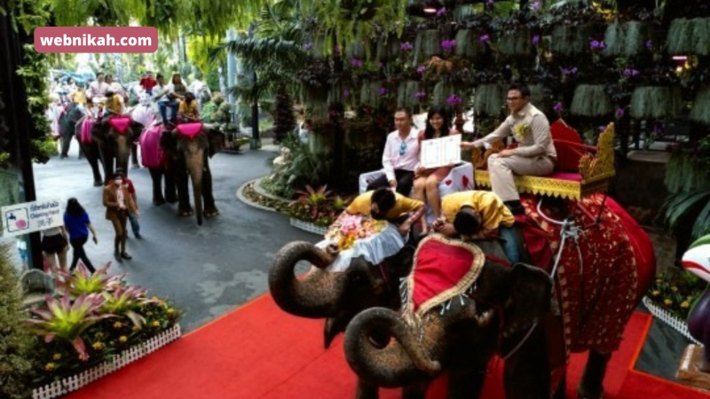Puluhan Pasang Pengantin Di Thailand Ikat Janji Pernikahan Diatas Gajah 